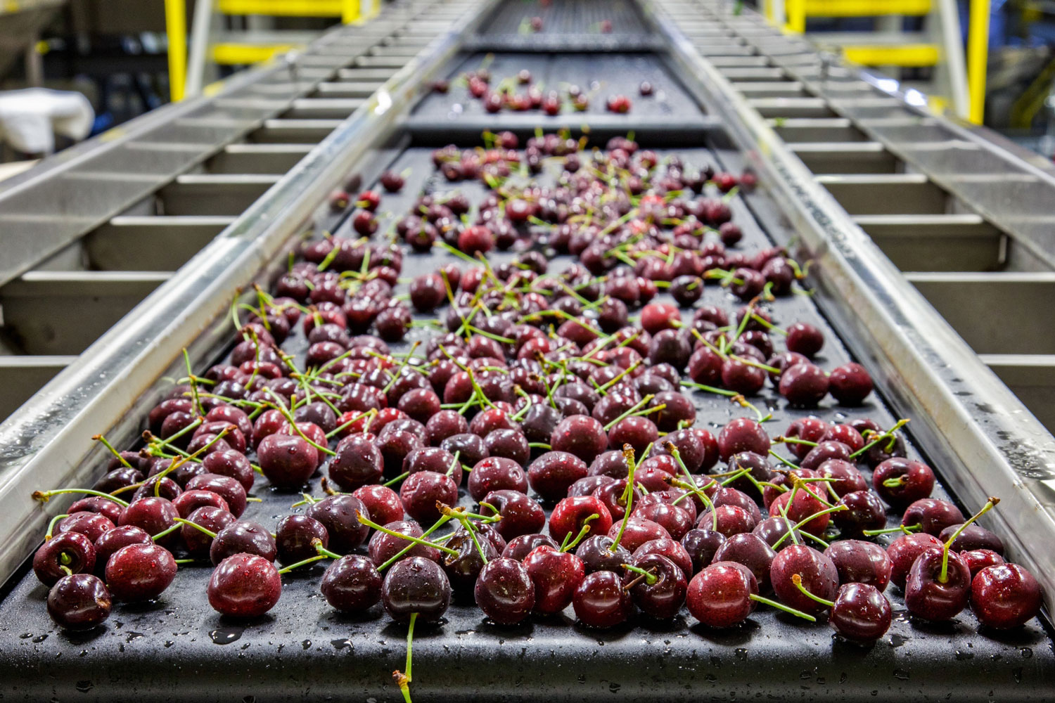 Tapis de convoyage à bande de qualité alimentaire pour le transport et l'inspection de fruits frais